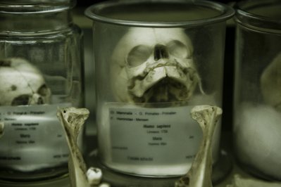 Museum of Zoology KULeuven in Leuven, Belgium – Museum Information gallery image