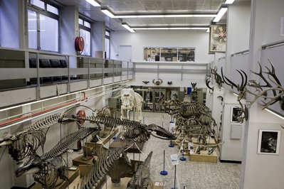 Museum of Zoology KULeuven in Leuven, Belgium – Museum Information gallery image