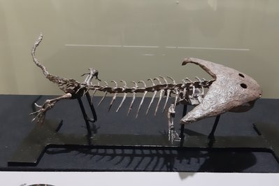 Musée d’Histoire naturelle & Vivarium in Tournai, Belgium – Museum Information gallery image