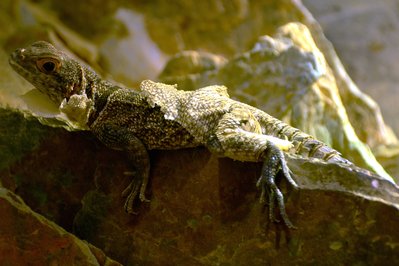 Musée d’Histoire naturelle & Vivarium in Tournai, Belgium – Museum Information gallery image