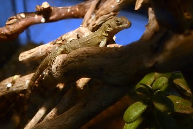 Musée d’Histoire naturelle & Vivarium in Tournai, Belgium – Museum Information gallery image