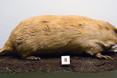 Musée d’Histoire naturelle & Vivarium in Tournai, Belgium – Museum Information gallery image