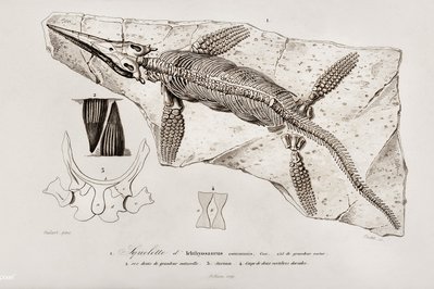 Natural History Museum “Alcide d’Orbigny” in Cochabamba, Bolivia – Museum Information gallery image