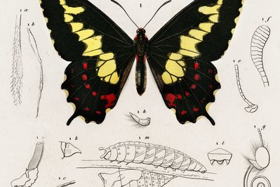 Natural History Museum “Alcide d’Orbigny” in Cochabamba, Bolivia – Museum Information gallery image