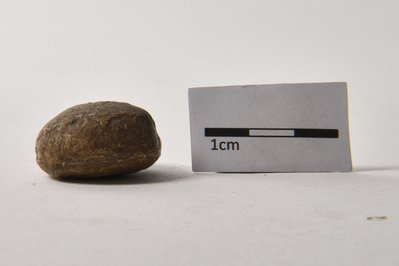 Natural History Museum “Alcide d’Orbigny” in Cochabamba, Bolivia – Museum Information gallery image