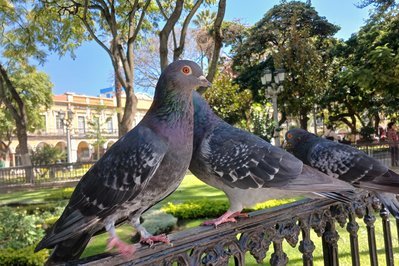 Plaza 14 de Septiembre in Cochabamba, Bolivia – Museum Information gallery image