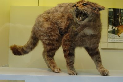 Museo Fernando Montes in La Paz, Bolivia – Museum Information gallery image