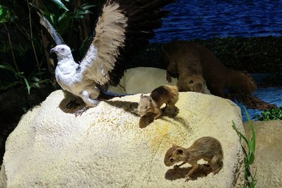 Museo Guarani in Santa Cruz de la Sierra, Bolivia – Museum Information gallery image