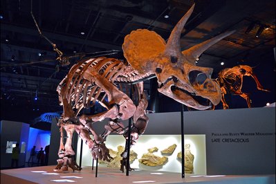 Museum of Natural Sciences in Manaus, Brazil – Museum Information gallery image