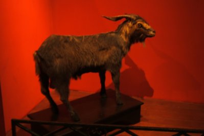 Museu do Bode Ioiô in Fortaleza, Brazil – Museum Information gallery image