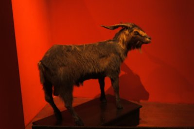 Museu do Bode Ioiô in Fortaleza, Brazil – Museum Information gallery image