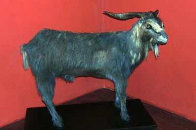 Museu do Bode Ioiô in Fortaleza, Brazil – Museum Information gallery image