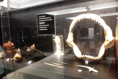 Museu do Tubarão in Fernando de Noronha, Brazil – Museum Information gallery image