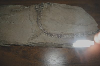 Museu de Arqueologia e Paleontologia in Teresina, Brazil – Museum Information gallery image