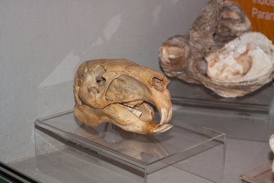 Museu Arqueológico de Sambaqui de Joinville in Santa Catarina, Brazil – Museum Information gallery image