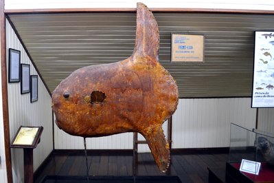 Museu do Homem do Sambaqui in Florianopolis, Brazil – Museum Information gallery image