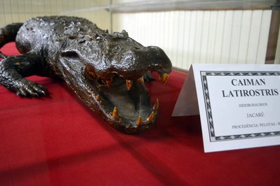 Museu do Homem do Sambaqui in Florianopolis, Brazil – Museum Information gallery image