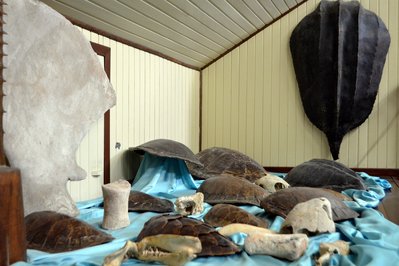 Museu do Homem do Sambaqui in Florianopolis, Brazil – Museum Information gallery image