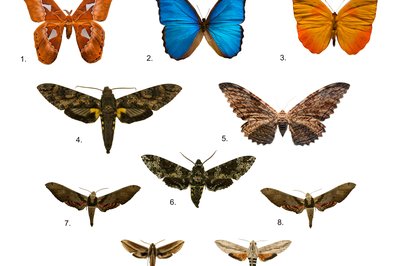 Museum of Zoology of the University of São Paulo in Sao Paulo, Brazil – Museum Information gallery image