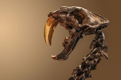 Museum of Zoology of the University of São Paulo in Sao Paulo, Brazil – Museum Information gallery image