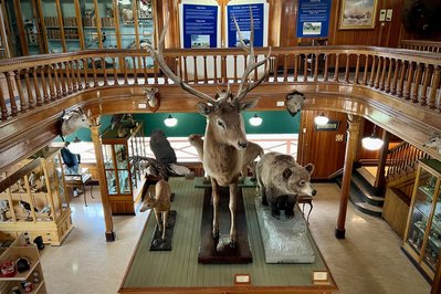 Banff Park Museum National Historic Site in Banff, Canada – Museum Information gallery image