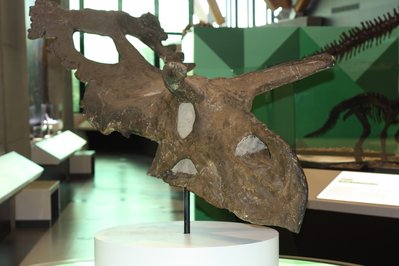 Philip J. Currie Dinosaur Museum in Alberta, Canada – Museum Information gallery image