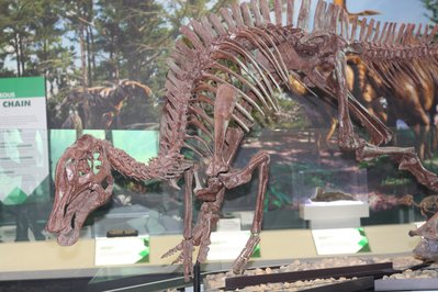 Philip J. Currie Dinosaur Museum in Alberta, Canada – Museum Information gallery image