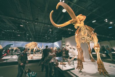 Royal Alberta Museum in Edmonton, Canada – Museum Information gallery image