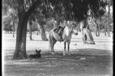 First National Dog Museum in Kamloops, Canada – Museum Information gallery image