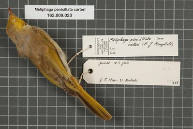 Museum At Campbell River in British Columbia, Canada – Museum Information gallery image