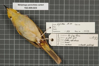 Museum At Campbell River in British Columbia, Canada – Museum Information gallery image