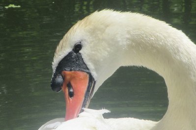 Swan Lake – The Nature House in Victoria, Canada – Museum Information gallery image