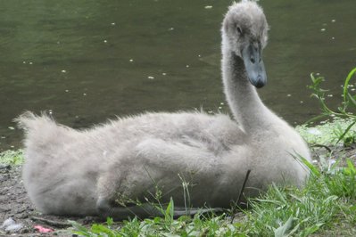 Swan Lake – The Nature House in Victoria, Canada – Museum Information gallery image