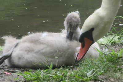 Swan Lake – The Nature House in Victoria, Canada – Museum Information gallery image