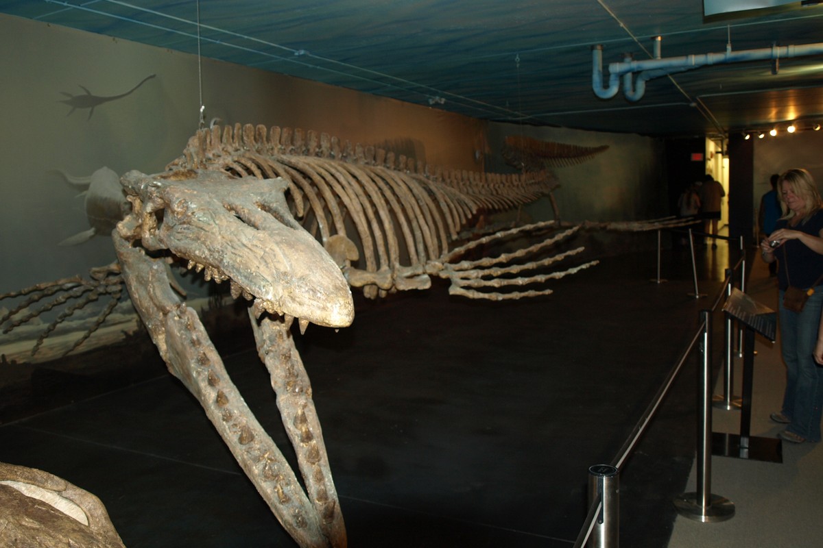 Canadian Fossil Discovery Centre in Manitoba, Canada – Museum Information