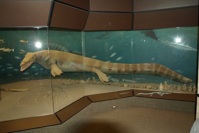 Canadian Fossil Discovery Centre in Manitoba, Canada – Museum Information gallery image