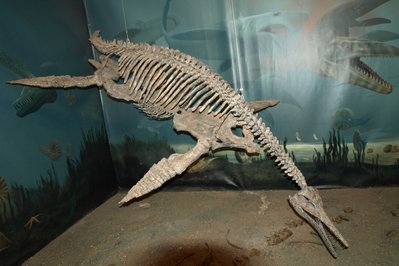Canadian Fossil Discovery Centre in Manitoba, Canada – Museum Information gallery image