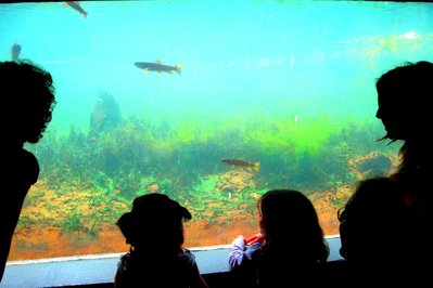 The Fluvarium in St. John’s, Canada – Museum Information gallery image