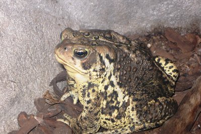 The Fluvarium in St. John’s, Canada – Museum Information gallery image