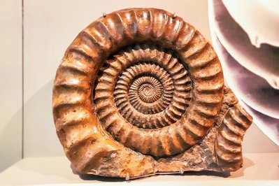 Museum of Natural History in Halifax, Canada – Museum Information gallery image