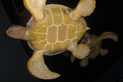 Sea Turtle Centre in Halifax, Canada – Museum Information gallery image