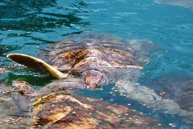 Sea Turtle Centre in Halifax, Canada – Museum Information gallery image