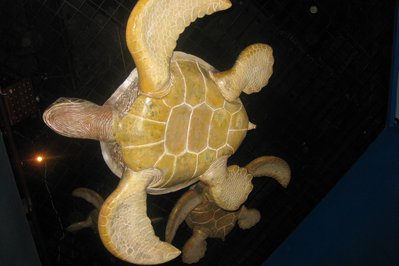 Sea Turtle Centre in Halifax, Canada – Museum Information gallery image