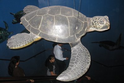 Sea Turtle Centre in Halifax, Canada – Museum Information gallery image