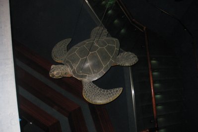 Sea Turtle Centre in Halifax, Canada – Museum Information gallery image