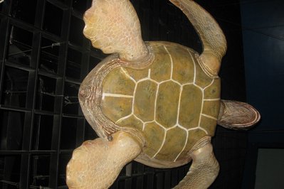 Sea Turtle Centre in Halifax, Canada – Museum Information gallery image