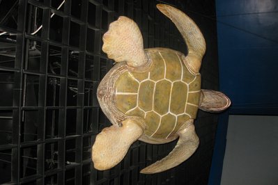 Sea Turtle Centre in Halifax, Canada – Museum Information gallery image