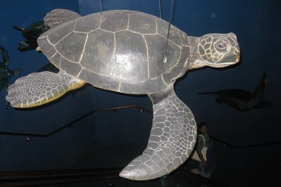 Sea Turtle Centre in Halifax, Canada – Museum Information gallery image