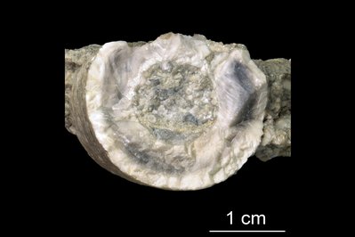 The Miller Museum Of Geology in Kingston, Canada – Museum Information gallery image
