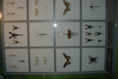 Montreal Insectarium in Montreal, Canada – Museum Information gallery image